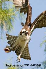 Watch National Geographic: Wild Surviving The Jungle Myflixer