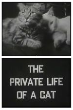 Watch The Private Life of a Cat (Short 1946) Myflixer