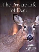 Watch The Private Life of Deer Myflixer