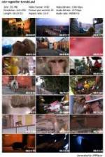 Watch National Geographic Monkey Thieves: Heroes - Villains Myflixer