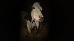 Watch Cow Myflixer