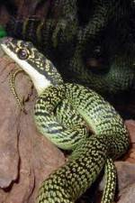 Watch National Geographic Snakes that Fly Myflixer