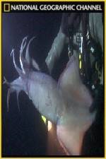 Watch National Geographic Hooked Squid Invasion Myflixer