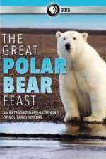 Watch The Great Polar Bear Feast Myflixer