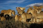 Watch Lion Gangland Myflixer
