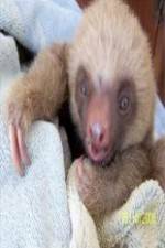 Watch Too Cute! Baby Sloths Myflixer