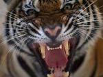 Watch 20 Animals That Will Kill You Myflixer