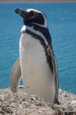 Watch National Geographic Wild Chronicles: Penguins Myflixer