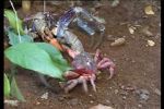 Watch March of the Crabs Myflixer