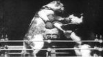 Watch The Boxing Cats (Prof. Welton\'s) Myflixer