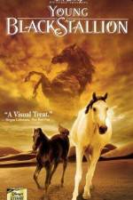 Watch The Young Black Stallion Myflixer