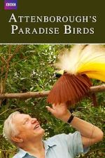 Watch Attenborough's Paradise Birds Myflixer