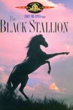 Watch The Black Stallion Myflixer