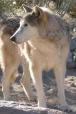 Watch National Geographic : Mystery of the Wolf Myflixer