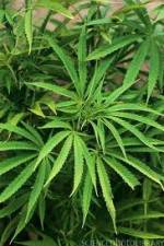 Watch Cannabis Whats The Harm Part 1 Myflixer