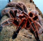 Watch Spidermania (TV Special 2002) Myflixer