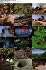 Watch National Geographic Wild - City Of Ants Myflixer
