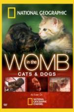Watch National Geographic In The Womb  Cats Myflixer