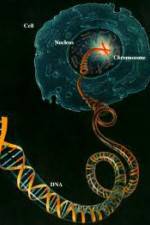 Watch Horizon: Miracle Cure? A Decade of the Human Genome Myflixer