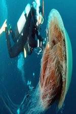 Watch Monster Jellyfish Myflixer