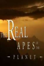 Watch The Real Apes of the Planet Myflixer