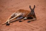 Watch Big Red: The Kangaroo King Myflixer