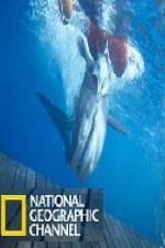 Watch National Geographic Shark Men Surfs Up Myflixer