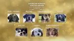 Watch American Humane Hero Dog Awards: 10th Anniversary Celebration (TV Special 2020) Myflixer