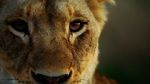 Watch Malika the Lion Queen Myflixer
