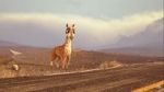 Watch Caminandes: Llama Drama (Short 2014) Myflixer