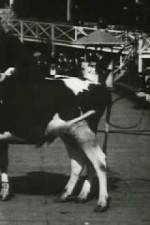 Watch Rube and Mandy at Coney Island Myflixer