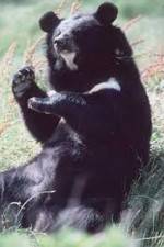 Watch National Geographic Wild : Black Bears Unleashed Myflixer