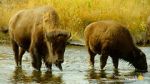 Watch The Last Buffalo Myflixer