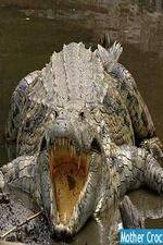 Watch National Geographic Mother Croc Myflixer