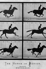 Watch Sallie Gardner at a Gallop Myflixer