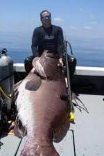 Watch National Geographic: Monster Fish - Nile Giant Myflixer