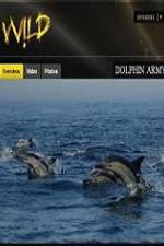 Watch National Geographic Wild Dolphin Army Myflixer