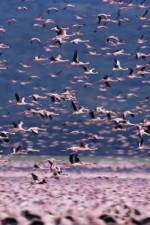 Watch The Crimson Wing Mystery of the Flamingos Myflixer