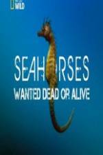 Watch National Geographic - Wild Seahorses Wanted Dead Or Alive Myflixer