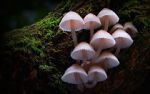 Watch Fungi: The Web of Life Myflixer