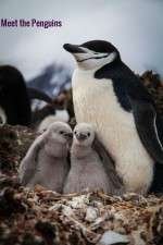 Watch Meet the Penguins Myflixer