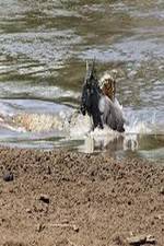 Watch National Geographic Wild Blood River Myflixer