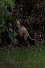 Watch National Geographic Hunt For El Chupacabra Myflixer