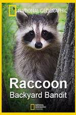 Watch Raccoon: Backyard Bandit Myflixer