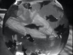 Watch Bocal aux poissons-rouges Myflixer