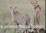 Watch Surviving the Serengeti Myflixer