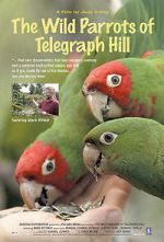 Watch The Wild Parrots of Telegraph Hill Myflixer