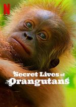 Watch Secret Lives of Orangutans Myflixer