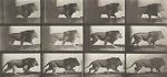 Watch Lion Walking Myflixer