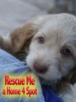 Watch Rescue Me: A Home 4 Spot Myflixer